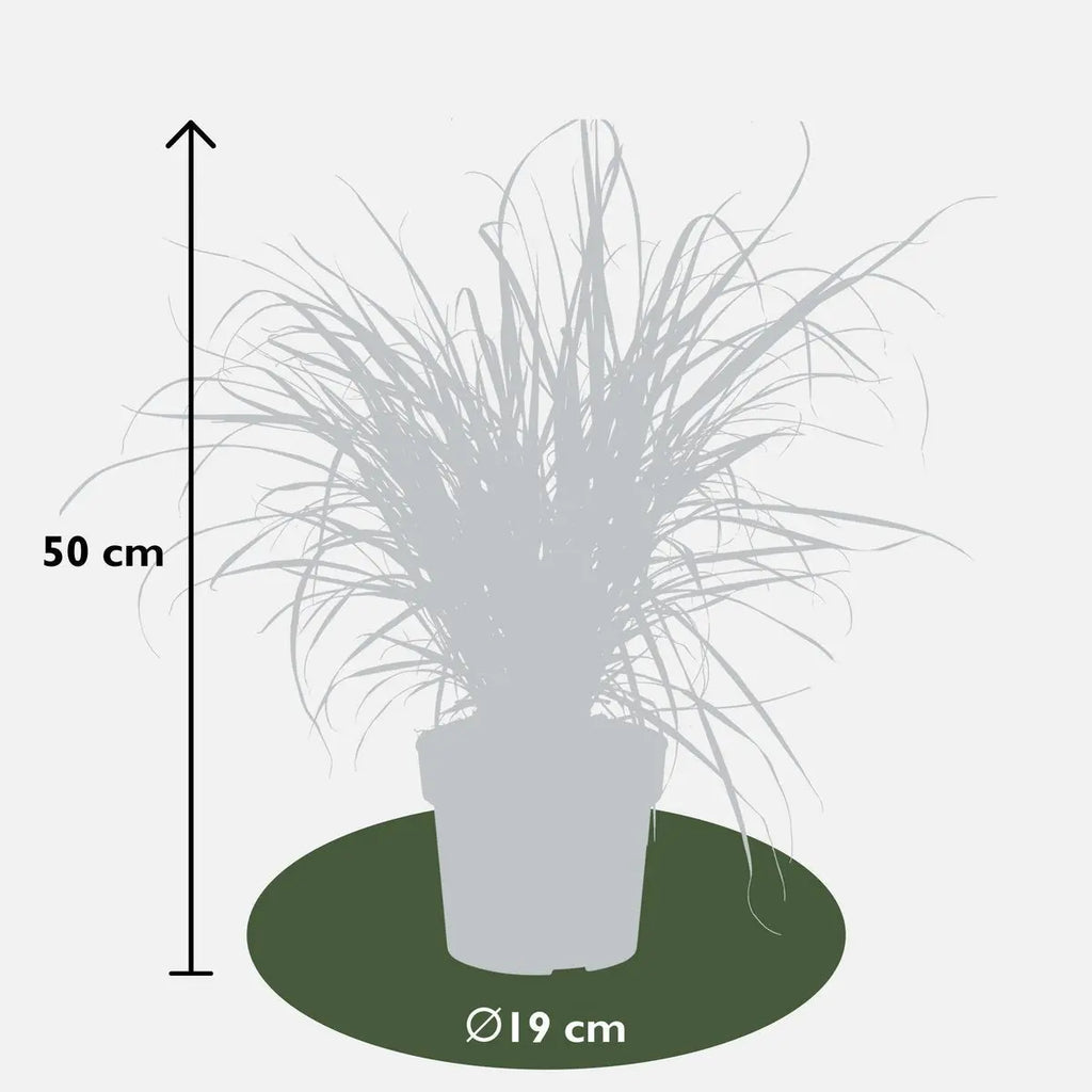 Pennisetum advena 'Summer Samba'  'Sommer Samba' - Ø19cm - ↕50cm | Lampenputzer Gras