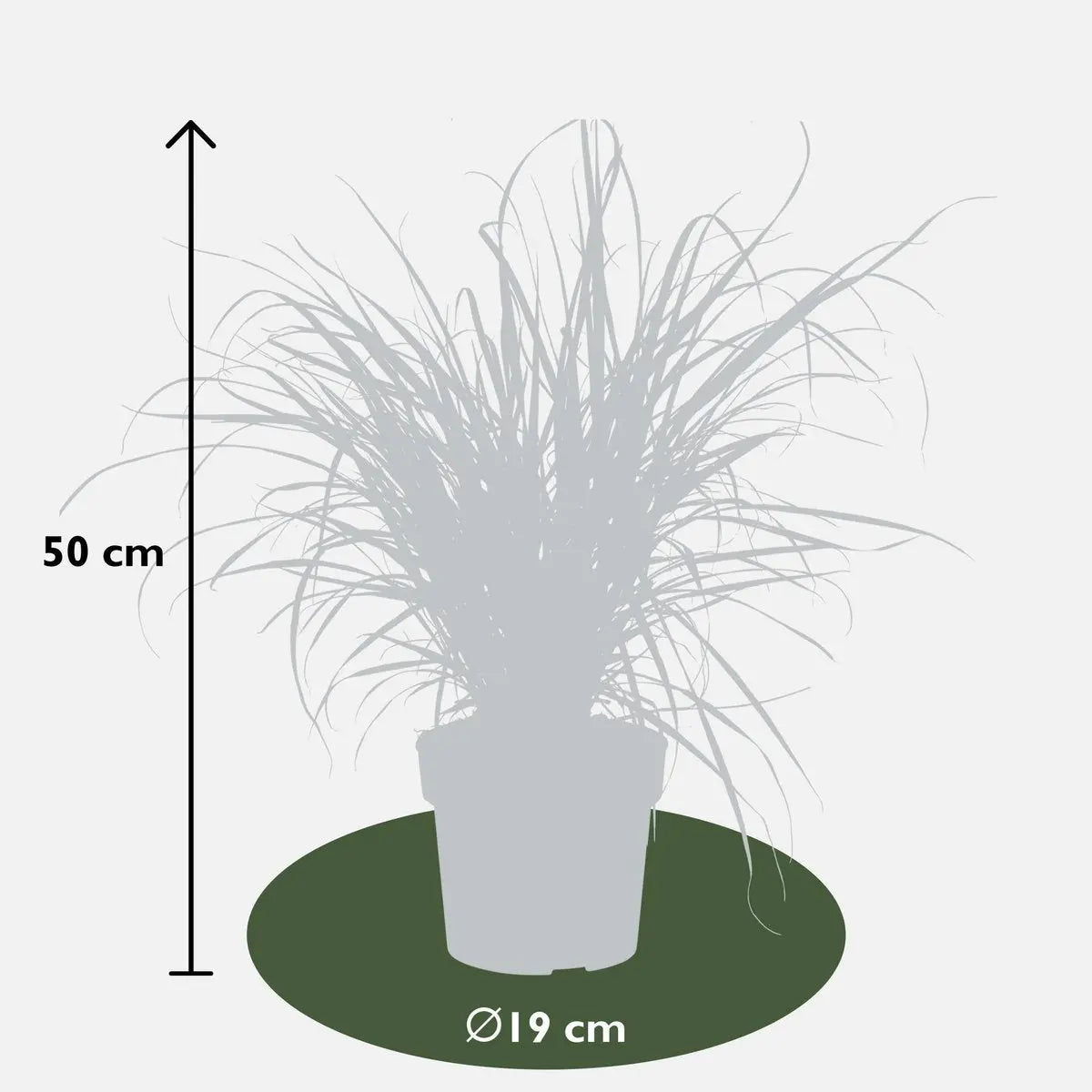 Pennisetum advena 'Summer Samba'  'Sommer Samba' - Ø19cm - ↕50cm | Lampenputzer Gras