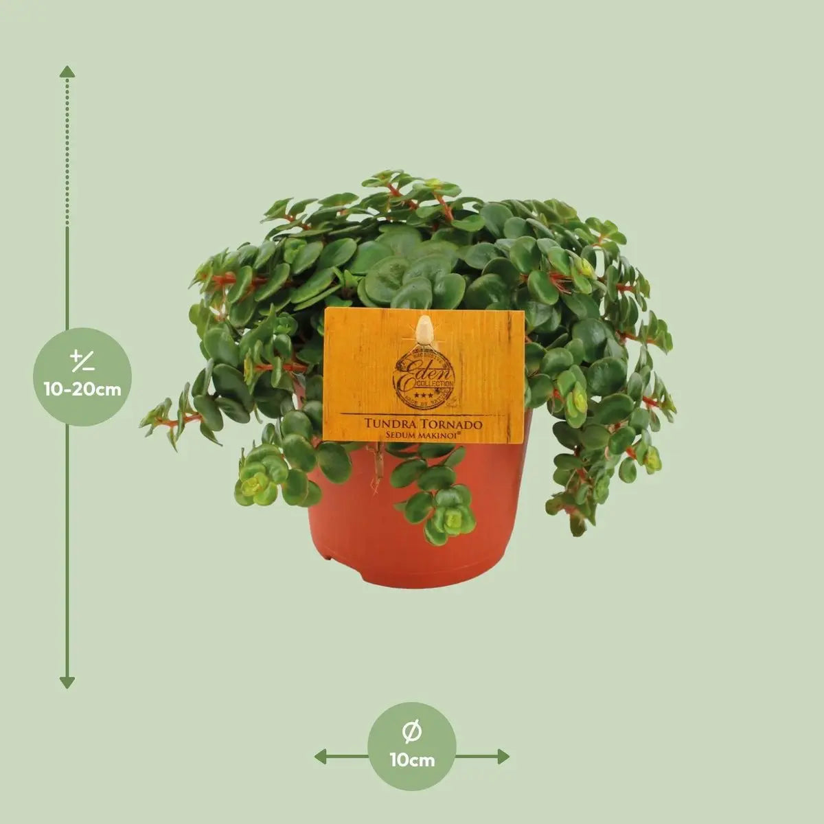 Fette Henne Sedum Tornado - Ø11cm - ↕15cm
