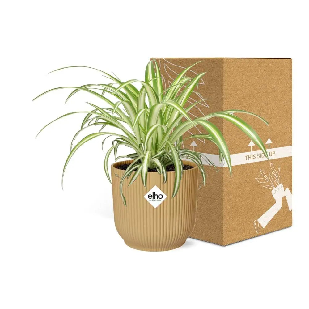 Chlorophytum comosum variegatum in Elho -Vibes Falten Sie 14 cm Geel MEERgroothandel Planten