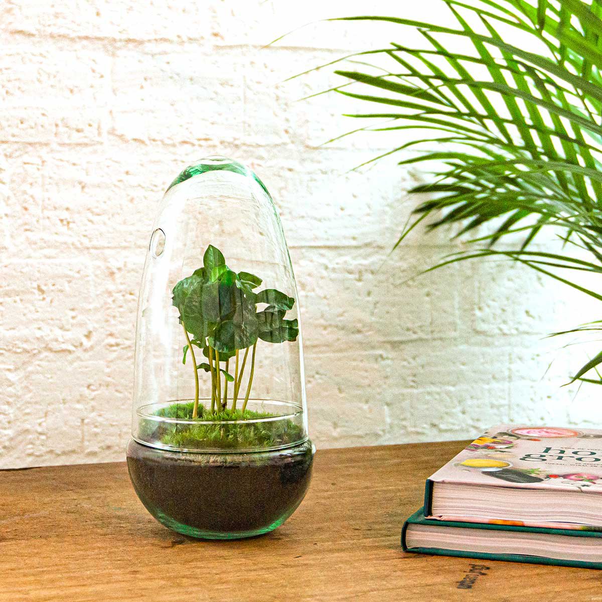 DIY Terrarium mit Bonsai (Ficus Ginseng) Ø12 cm, Höhe 25 cm – Set