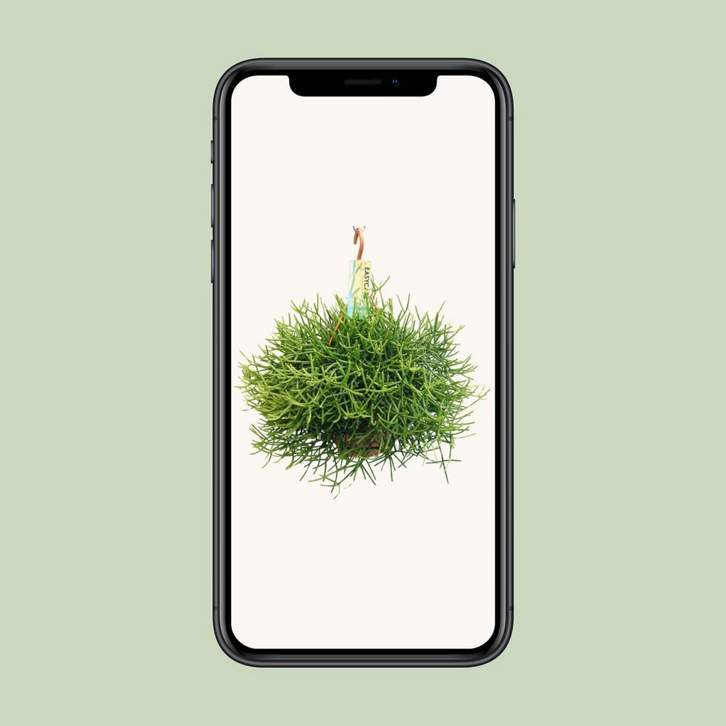 Rhipsalis Heteroclada | [P21-H40] | pflegeleichte tropische Kletterpflanze