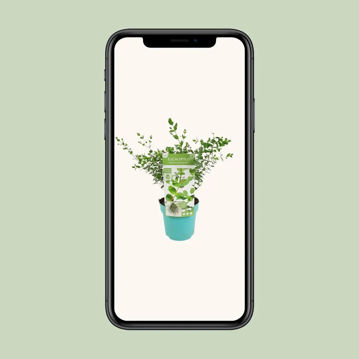 Eukalyptus parvifolia - ↕30cm - Ø17cm - Pille Gartenwelt