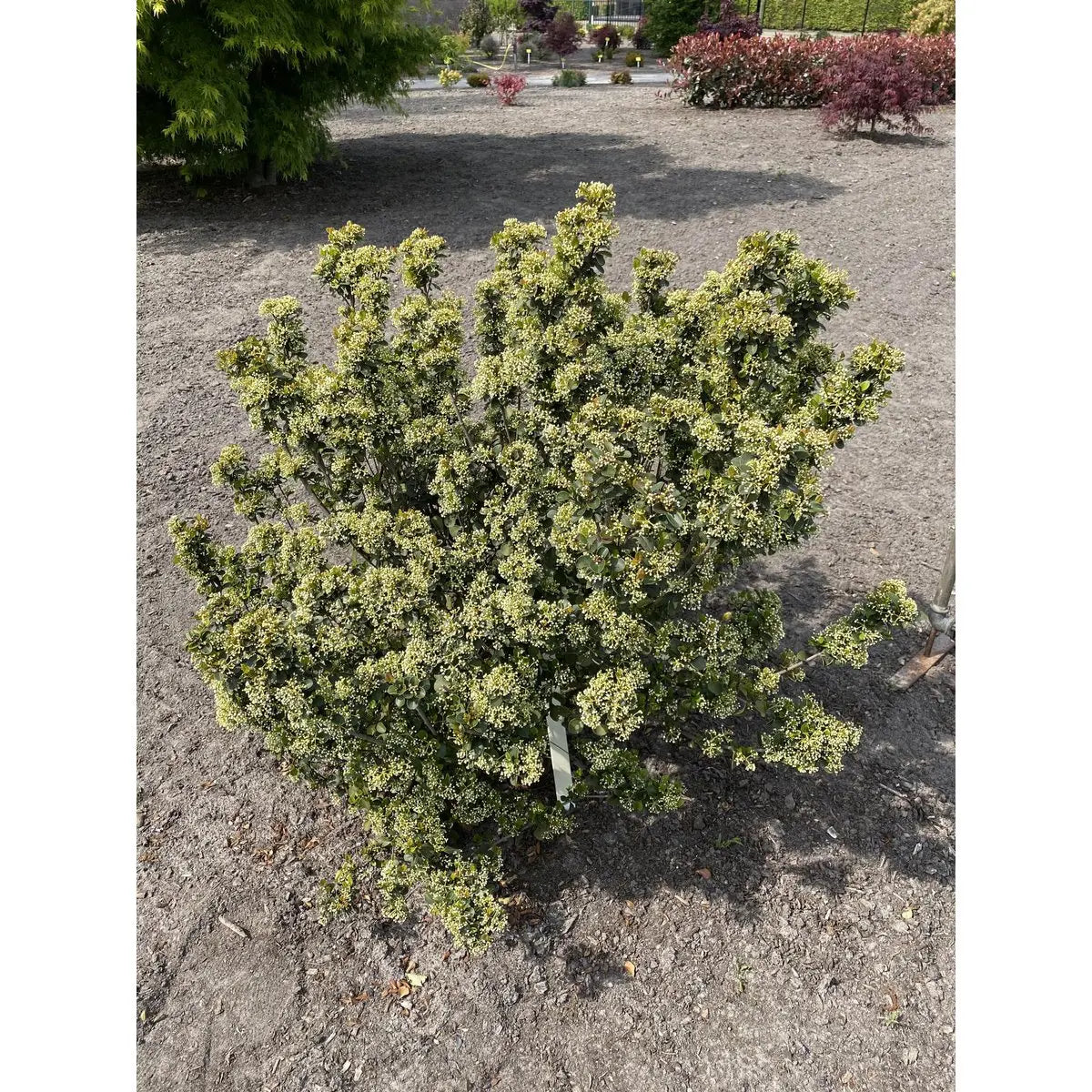 Viburnum 'Fairy Stars'® - ↕20cm - Ø13 cm | Immergrüner Schneeball, kompakt & blühfreudig - Pille Gartenwelt
