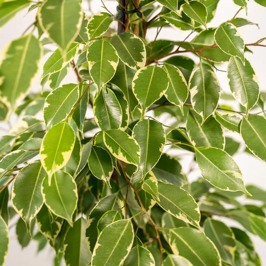 Ficus benjamina Goldenking - Ø21cm - ↕95cm - panachierte Blätter - Pille Gartenwelt