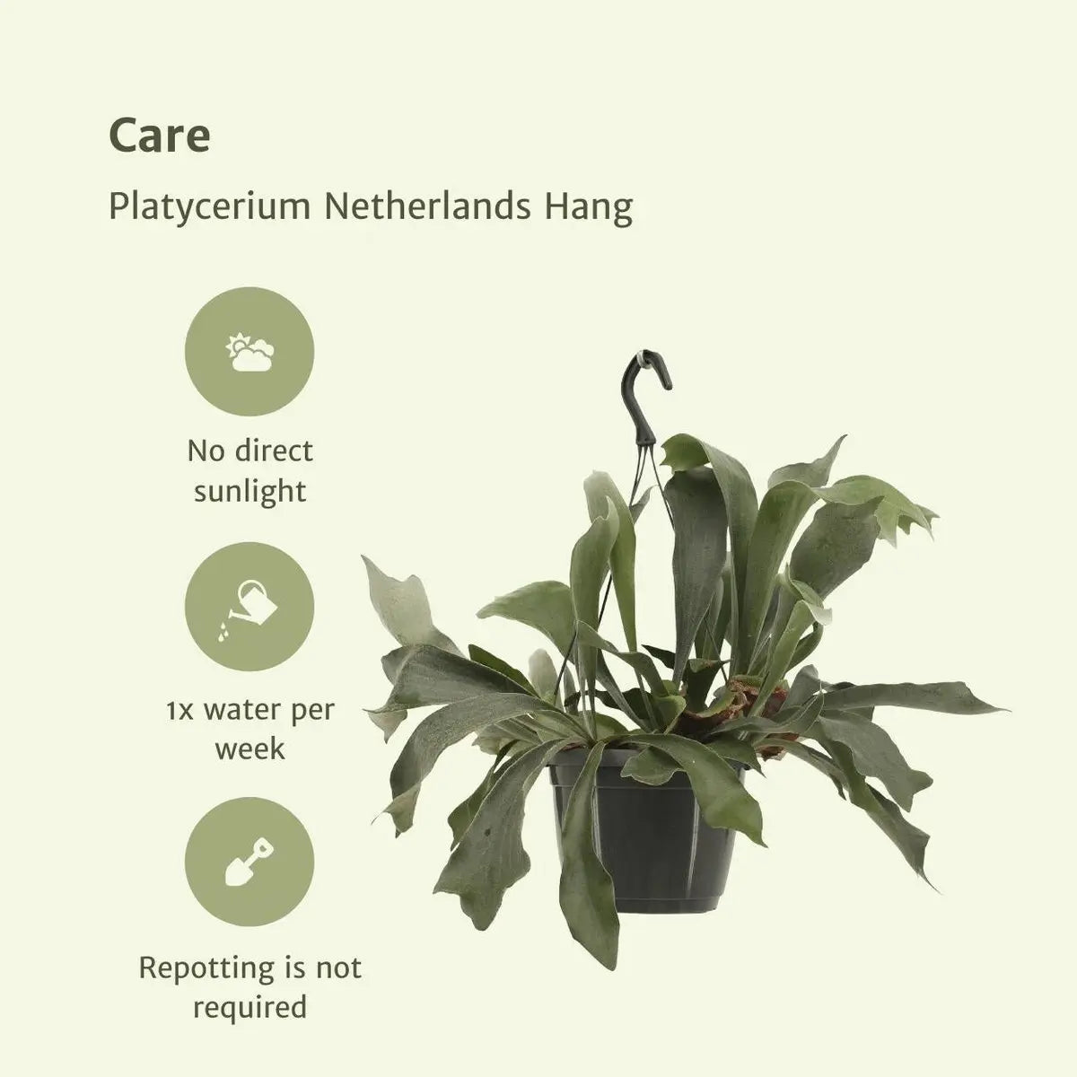 Platycerium Niederlande Hang - Hirschhornfarn - Ø17cm - ↕30cm MEERgroothandel Planten