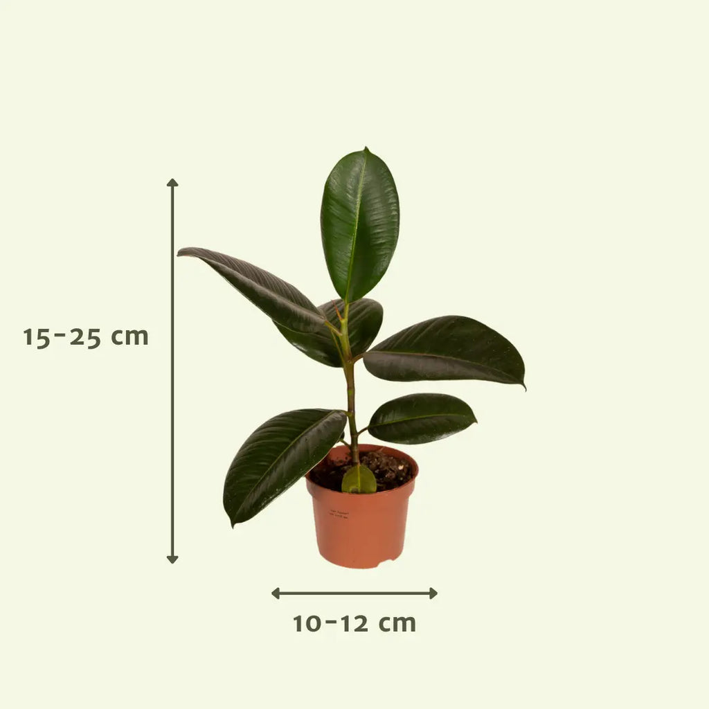 Buitenbakjesbox - Ø12CM - 8x MEERgroothandel Planten