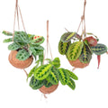 Kokodama Maranta Mix - 3 Stück - Ø15cm - ↕20cm MEERgroothandel Planten