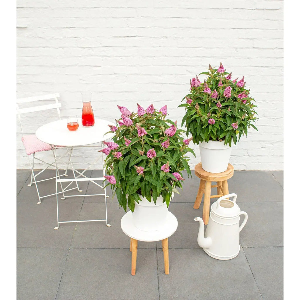 Buddleja Dav. 'Butterfly Candy Little Pink'® - ↕25 cm - Ø19cm - Pille Gartenwelt