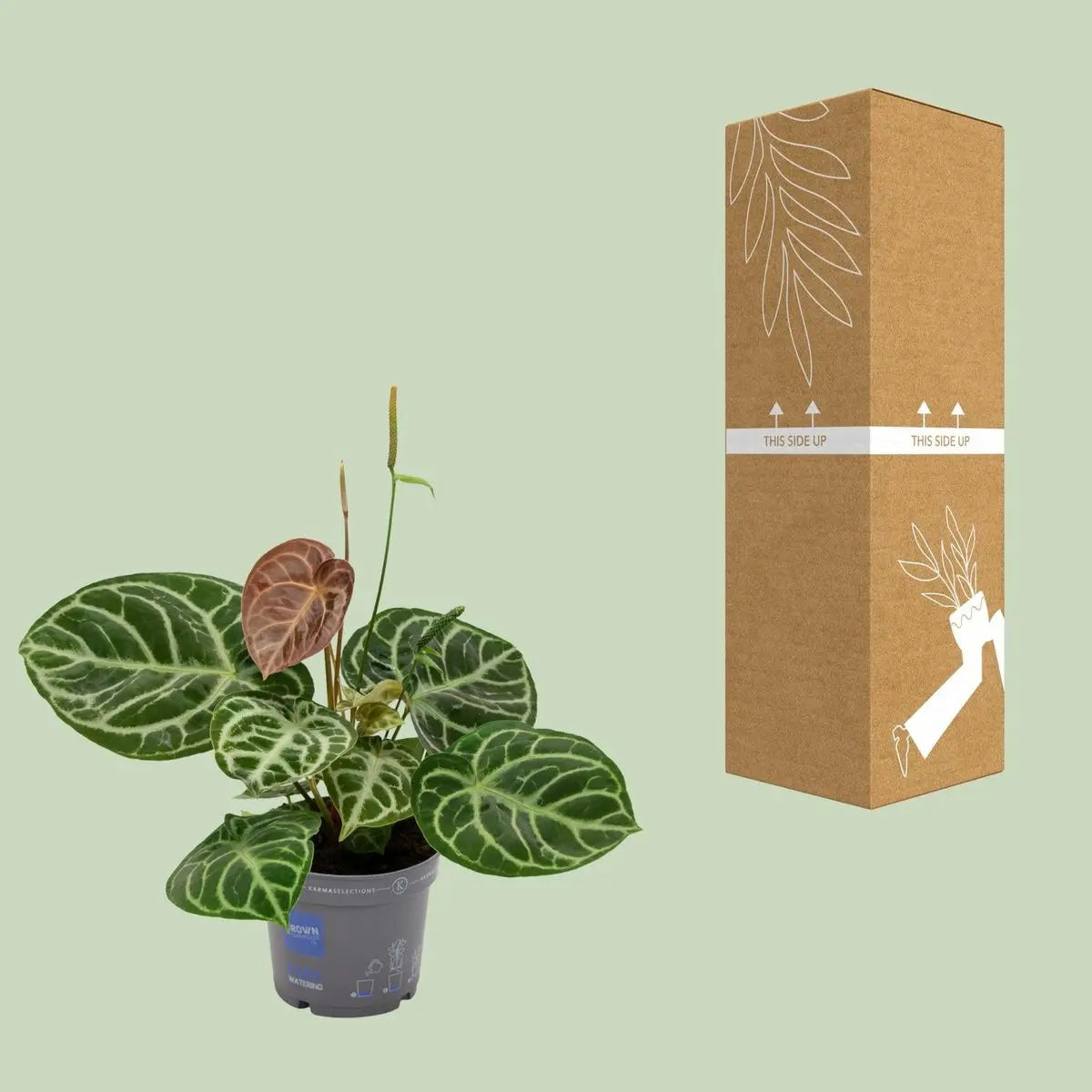 Anthuriumkristallhybrid -Kompakt - Ø17cm - ↕40 cm MEERgroothandel Planten