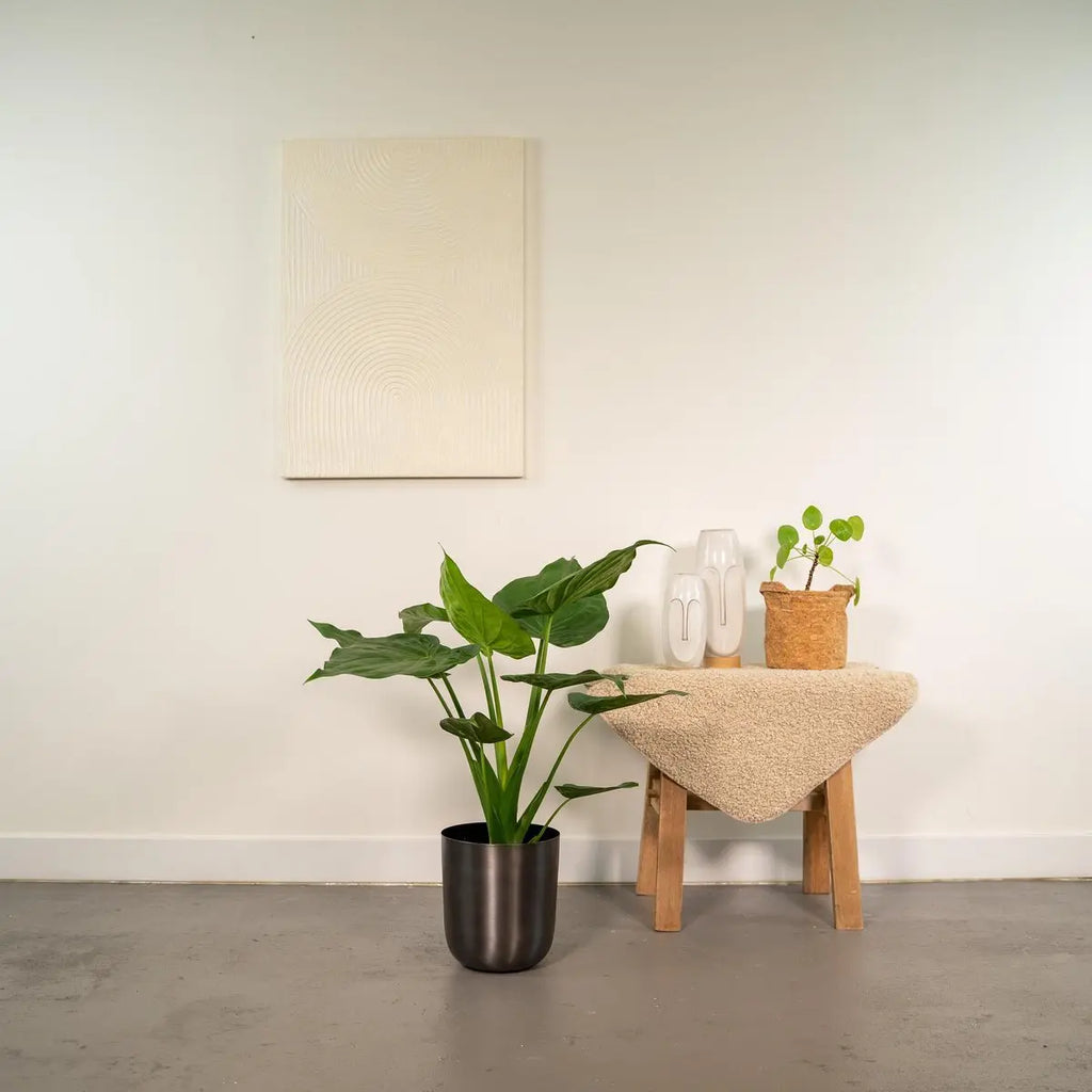 Alocasia cucullata - Ø19cm - ↕65cm + Pot Mayk Lead MEERgroothandel Planten