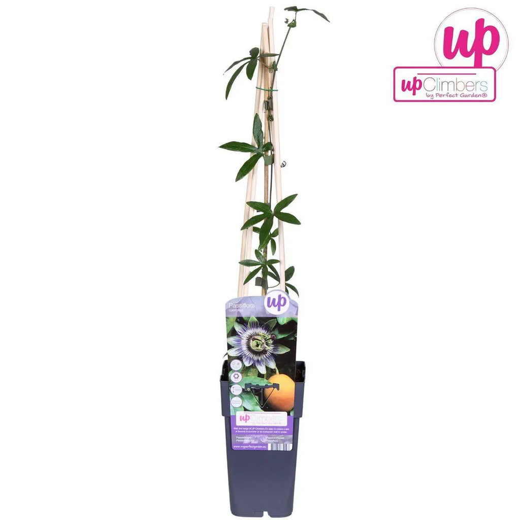 Passiflora Blau - ↨65 cm - Ø15 MEERgroothandel Planten