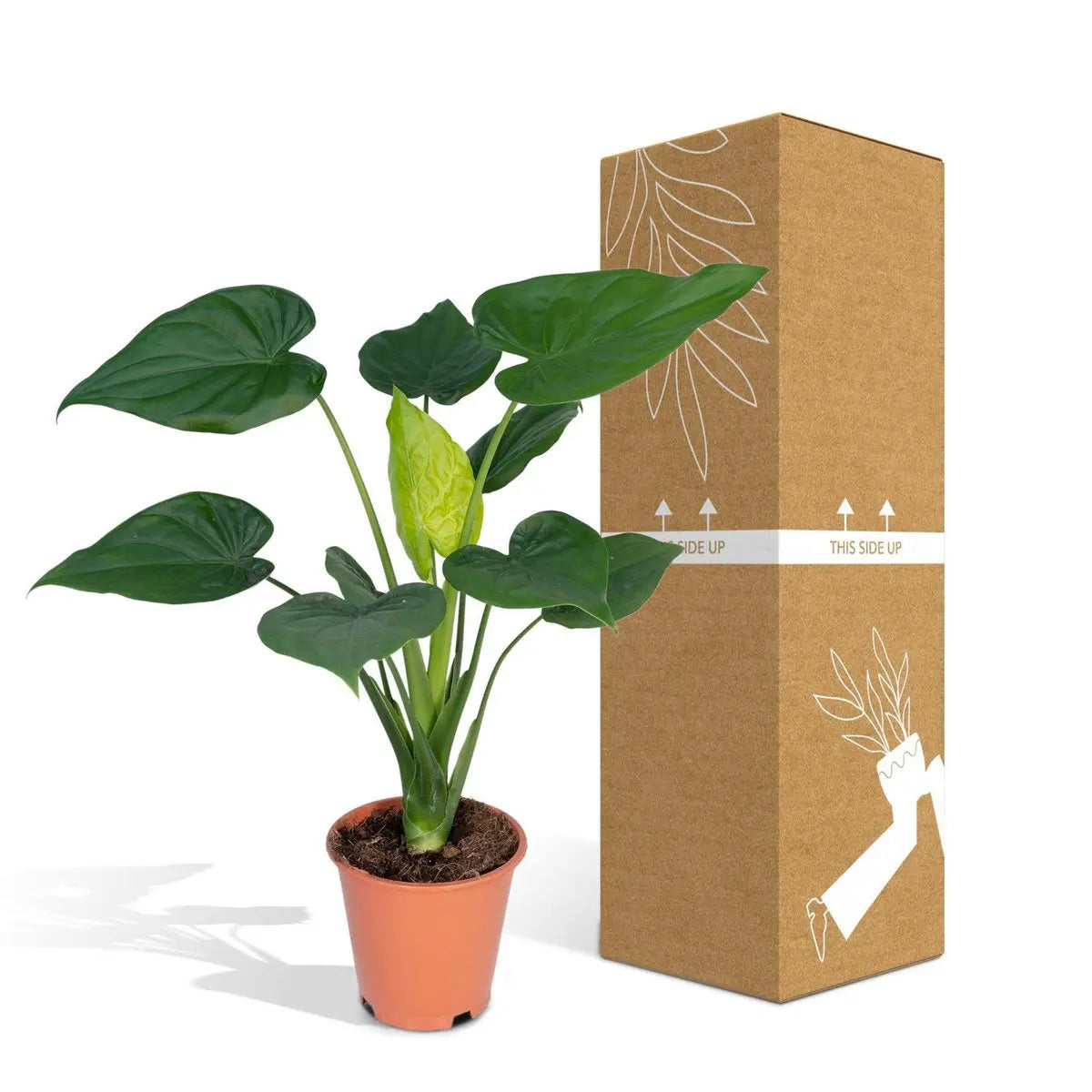 Alocasia Cucullata - Elefantenohr - Ø19cm -↕ 55cm MEERgroothandel Planten