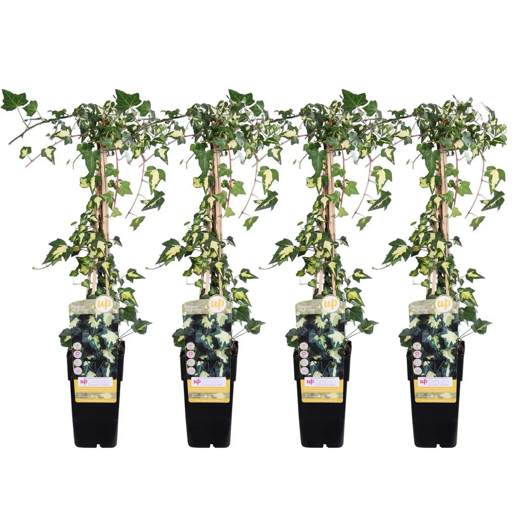 4x - Hedera Colchica 'dentata variegata' - ↨65cm - Ø15 MEERgroothandel Planten