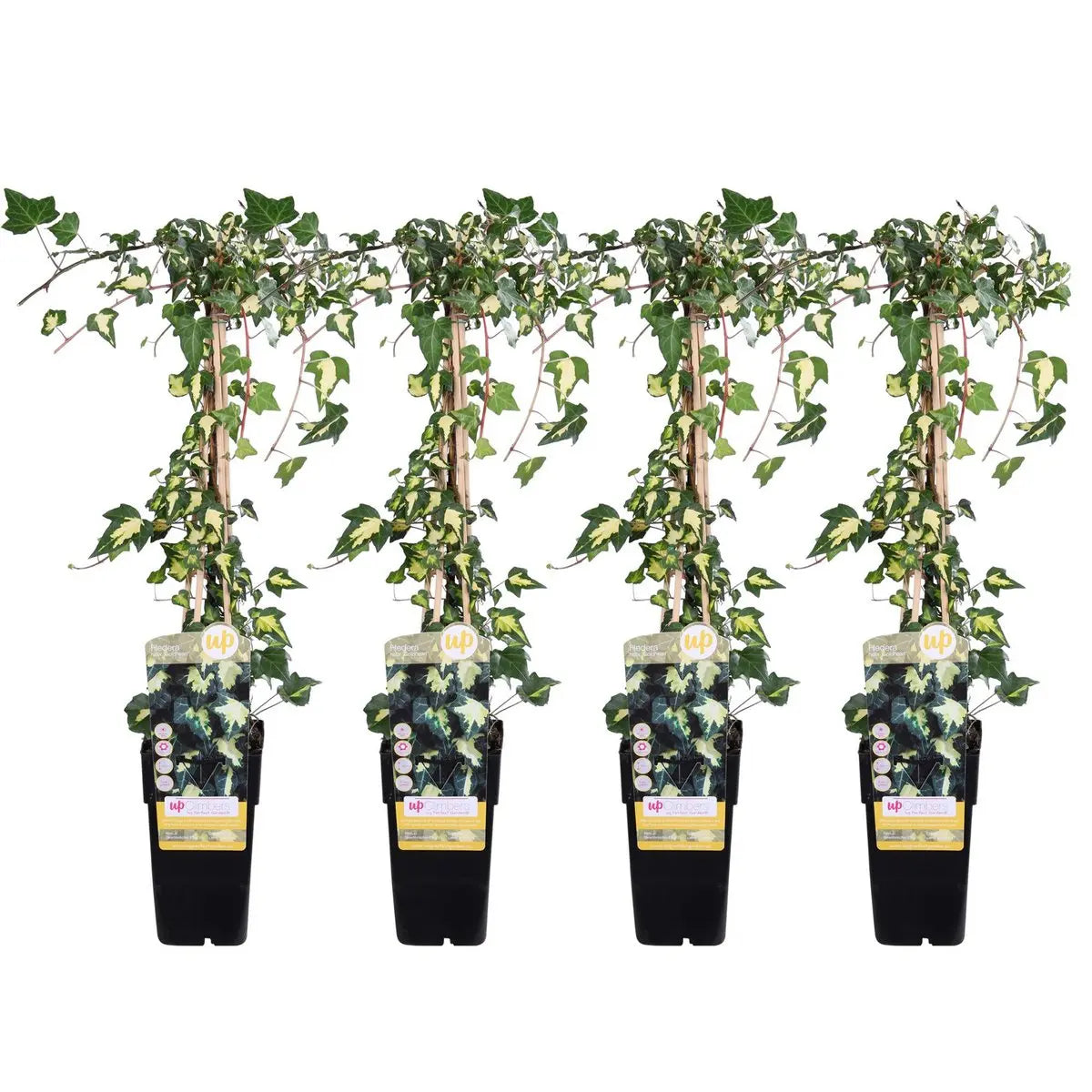 4x - Hedera Colchica 'dentata variegata' - ↨65cm - Ø15 MEERgroothandel Planten
