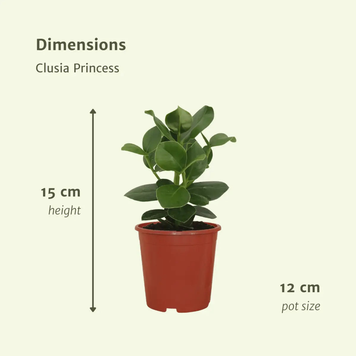 Clusia -Prinzessin (Signaturebaum) - 2 Teile - Ø12cm - ↕15cm