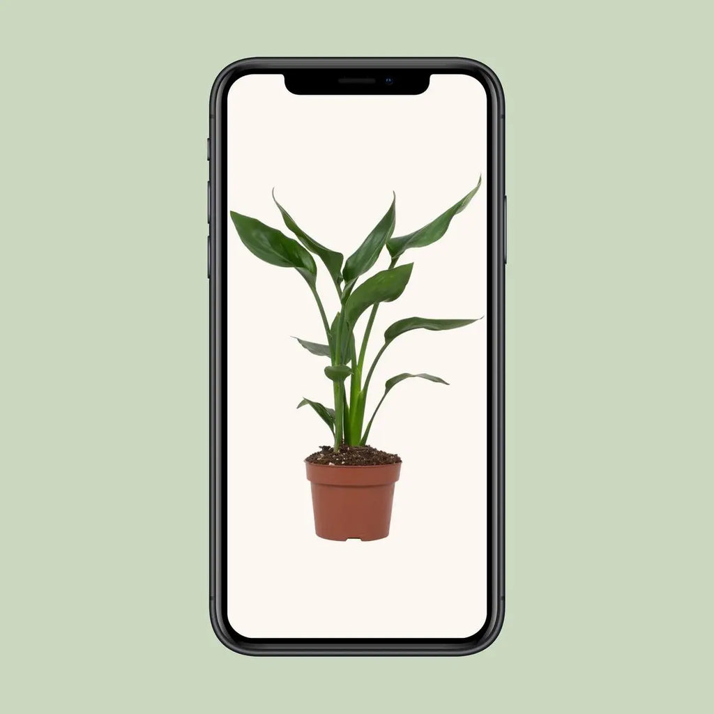 Strelitzia Queen - Ø12cm - ↕35 cm MEERgroothandel Planten