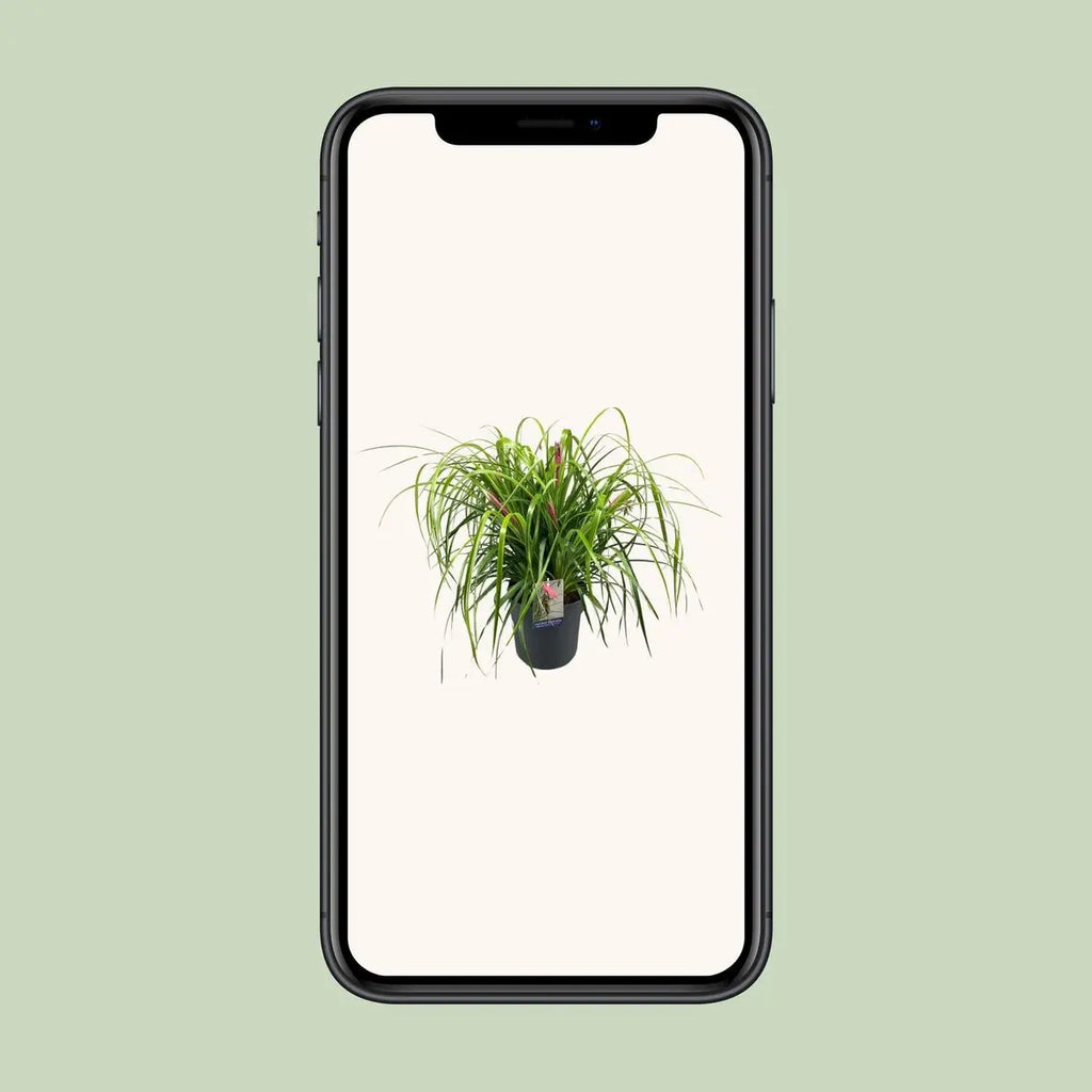 Billbergia Nutans Tränen der Freude [P24-H70] MEERgroothandel Planten