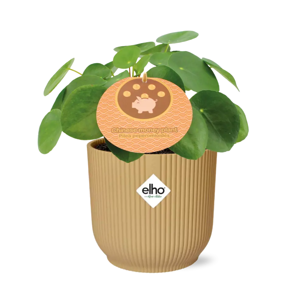 Pilea Peperomioides 12 cm in Elho -Vibes 14 cm Geel falten MEERgroothandel Planten