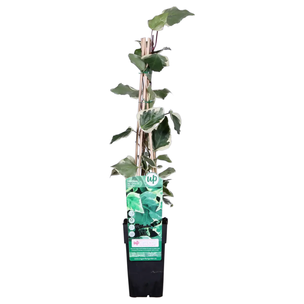 Gelb-Bunter Efeu Hedera Algeriensis 'Gloire de Maren' - Ø15cm - ↕65 cm - Pille Gartenwelt