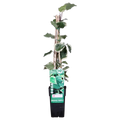 Gelb-Bunter Efeu Hedera Algeriensis 'Gloire de Maren' - Ø15cm - ↕65 cm - Pille Gartenwelt