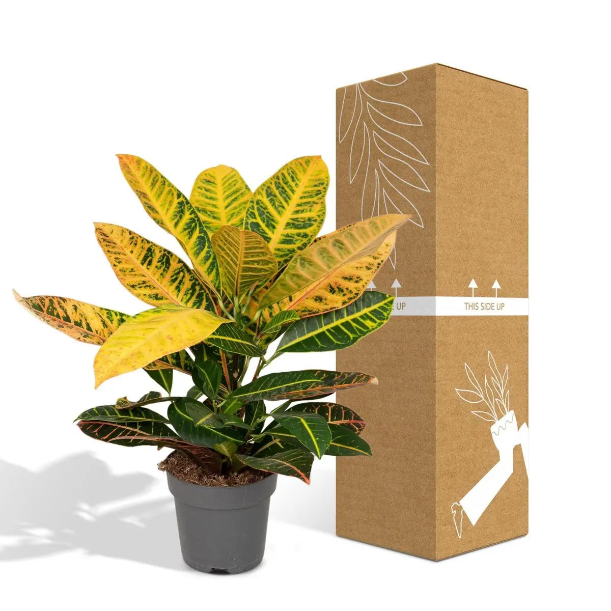 Codiaeum Petra - Ø17cm - ↕45cm MEERgroothandel Planten