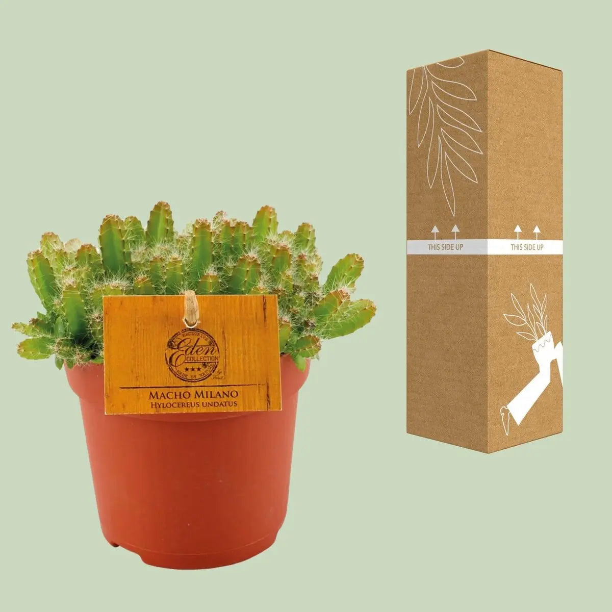 Hylocereus undatus - Ø11cm - ↕15cm MEERgroothandel Planten