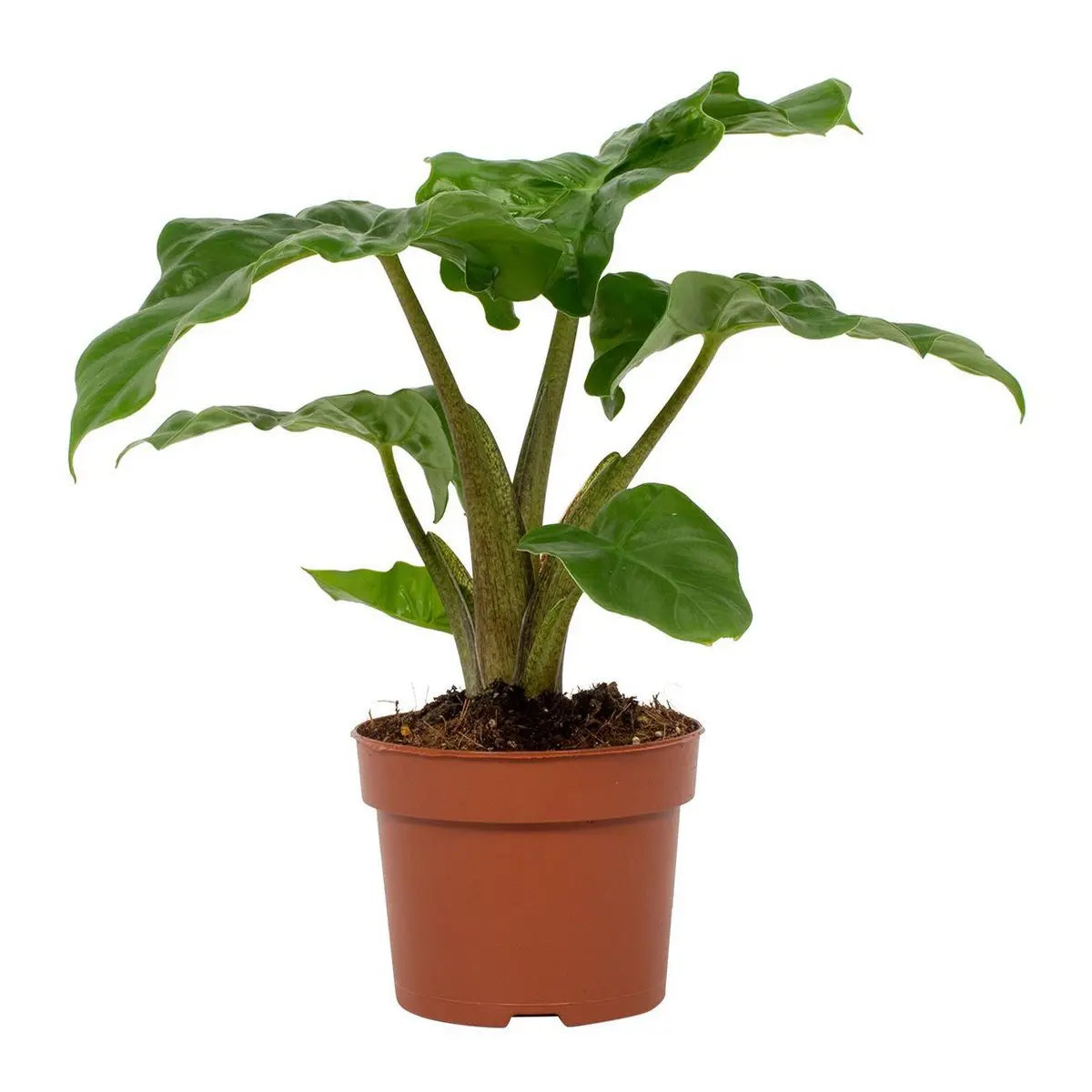 Alocasia Low Rider 12cm | [P12-H30] |  Kompaktes Elefantenohr