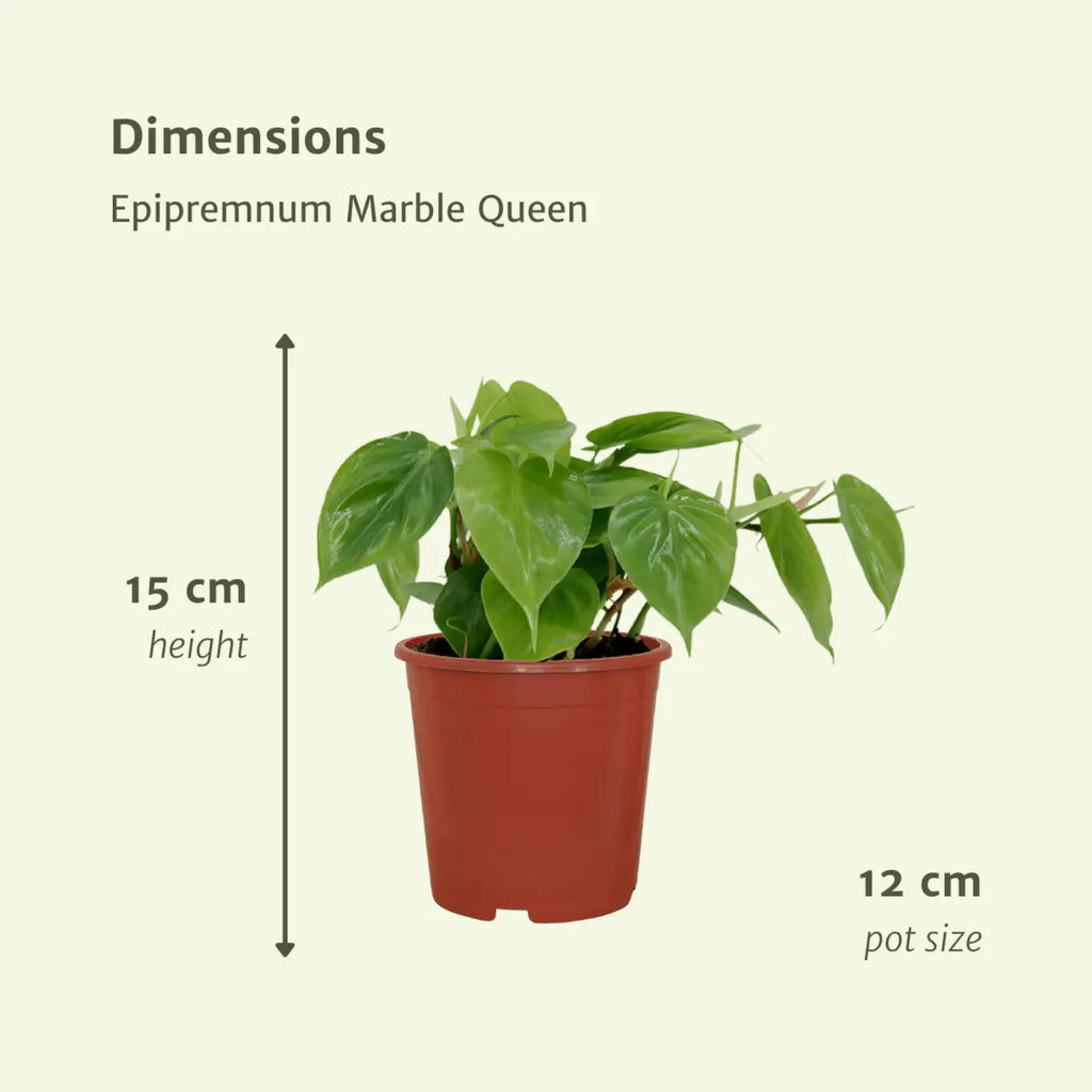 2x Philodendron Climbing - 15 cm - Ø12