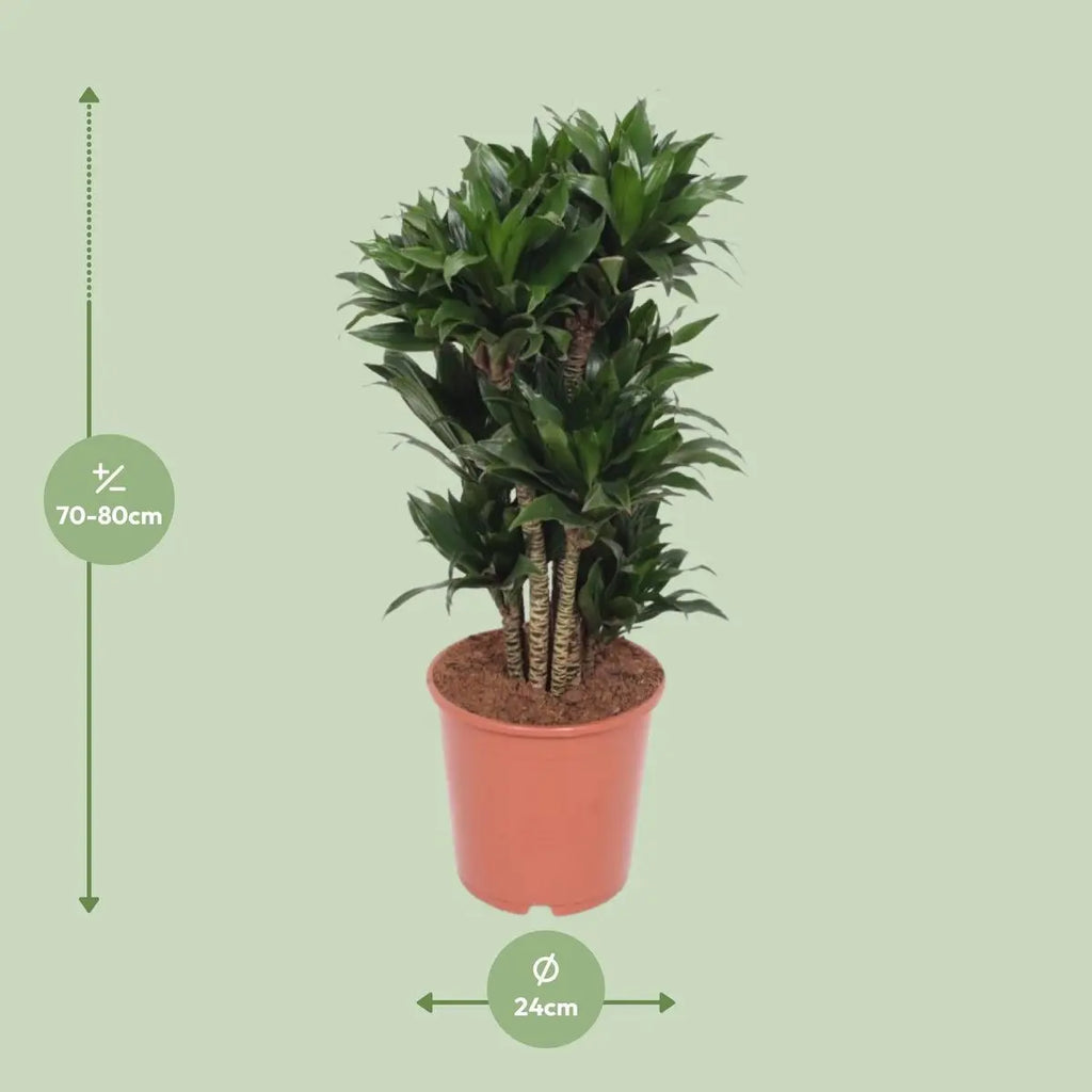 Dracaena Compact - Ø24cm - ↕80 cm MEERgroothandel Planten