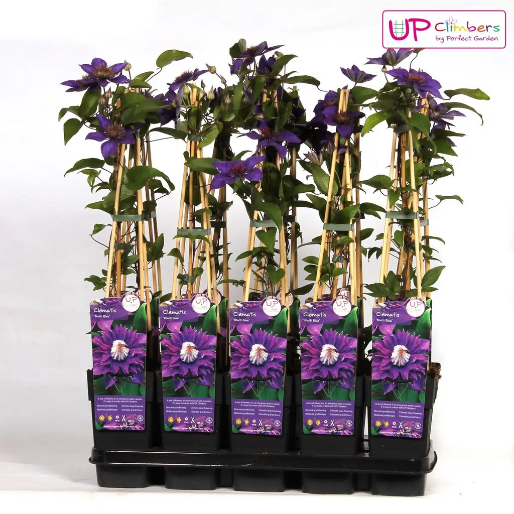 Clematis Multi Blue gefüllte blaue Rankpflanze Ø15 cm ↕65 cm im Topf winterhart