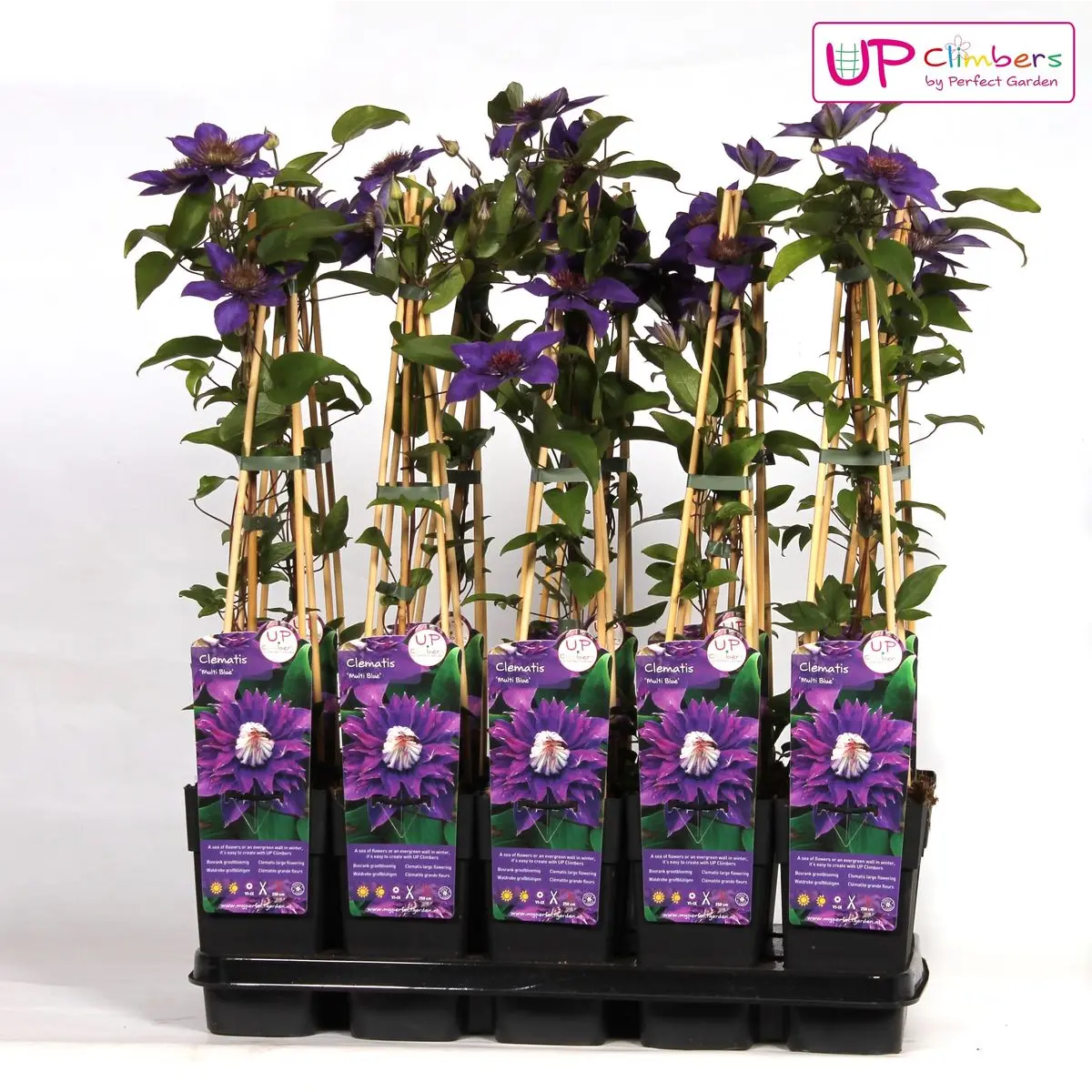 Clematis Multi Blue gefüllte blaue Rankpflanze Ø15 cm ↕65 cm im Topf winterhart