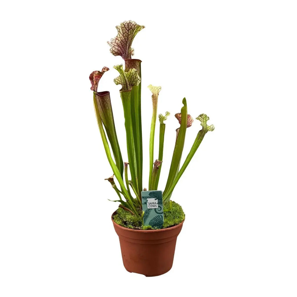 Sarracenia Judith Hindle - Ø12cm - ↕30 cm