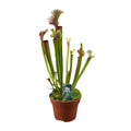 Sarracenia Judith Hindle - Ø12cm - ↕30 cm