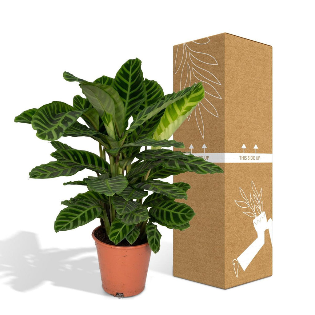 Calathea Zebrina Ø19 cm – ca. 80 cm | Zebrapflanze fürs Zuhause
