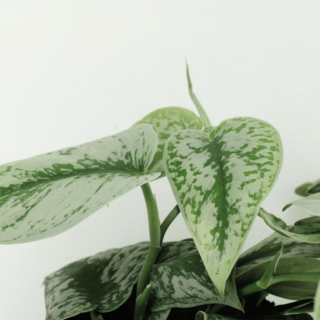 2x Scindapsus Bild Trebie - Epipremnum - 25 cm - Ø15