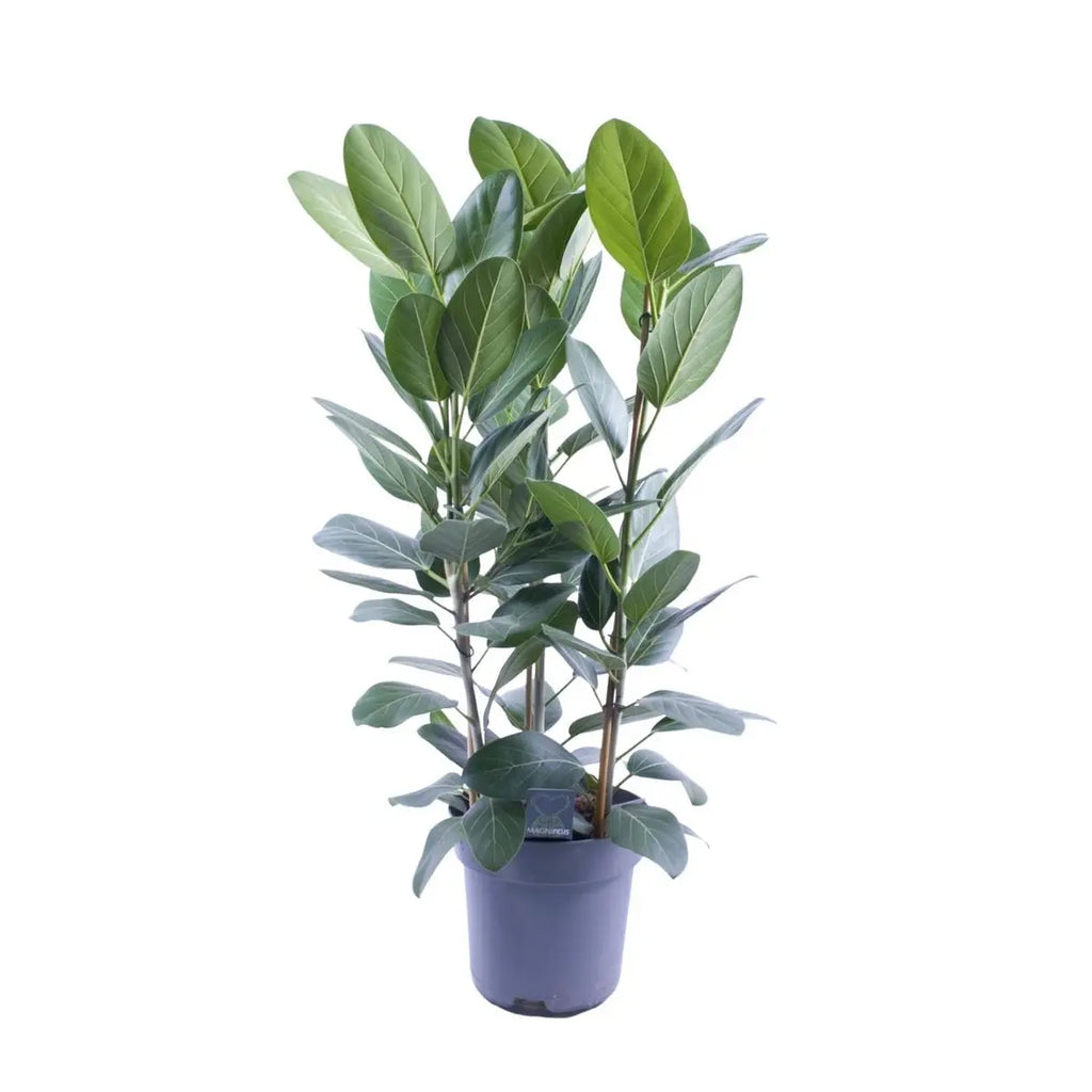 Ficus Audrey Tufft 3 Stecklinge - Ø27cm - ↕105 cm