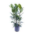 Ficus Audrey Tufft 3 Stecklinge - Ø27cm - ↕105 cm