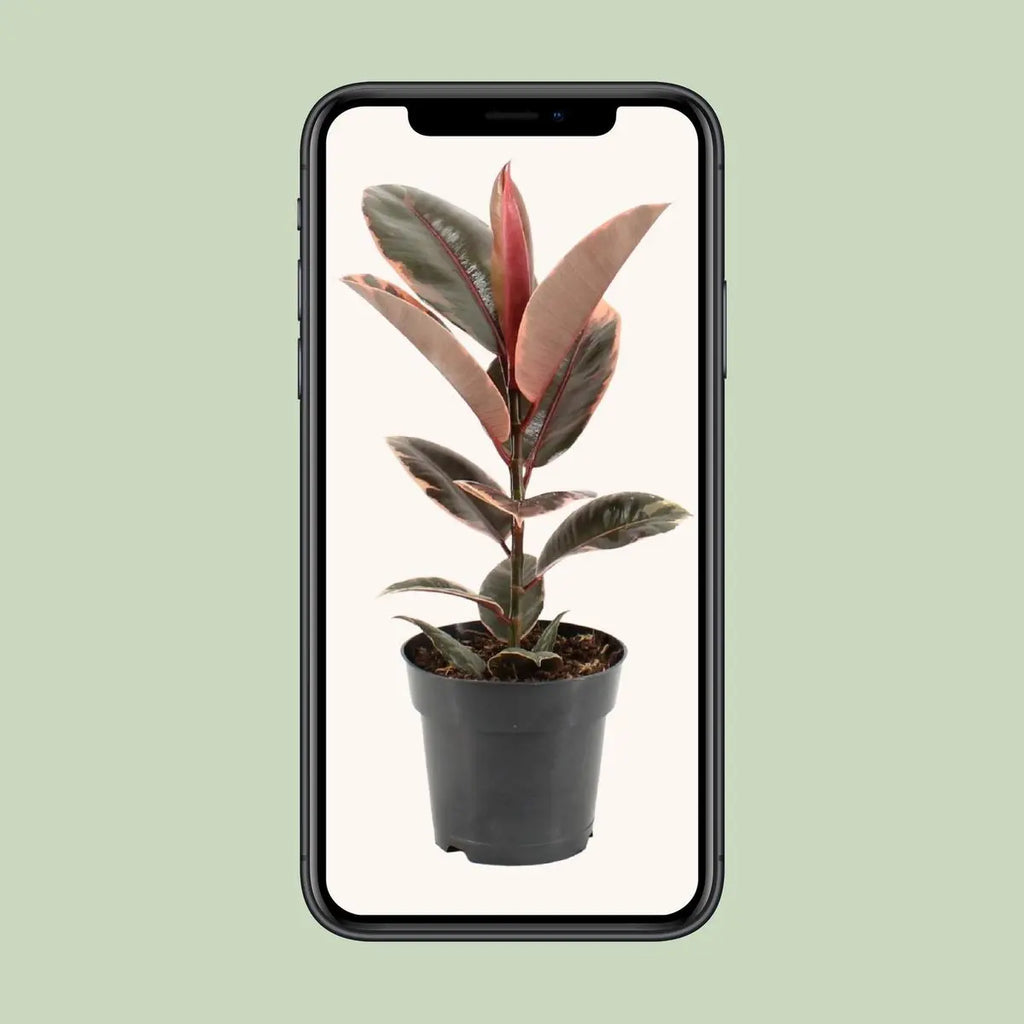 Ficus Elastica Belize - Ø17cm - ↕55 cm MEERgroothandel Planten