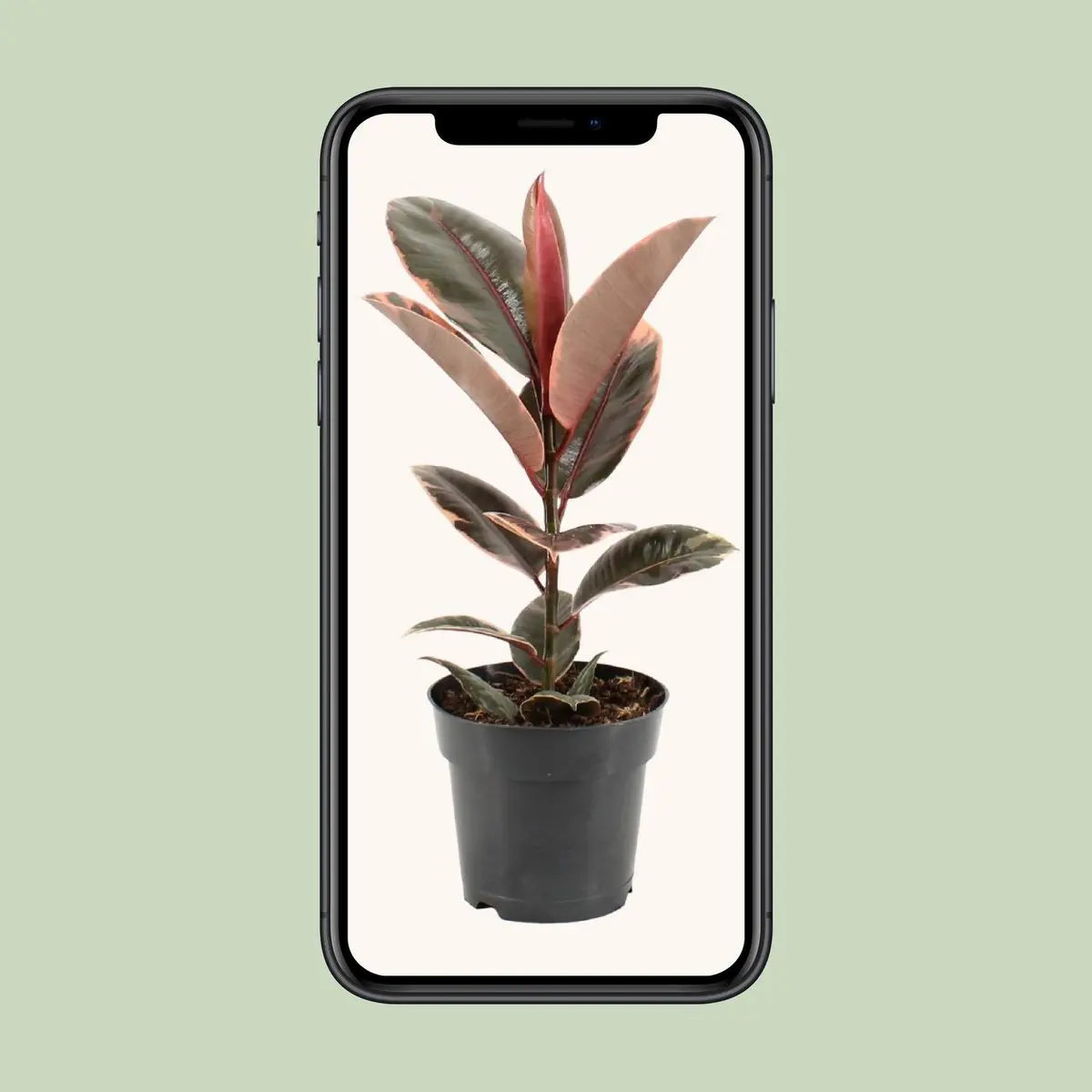 Ficus Elastica Belize - Ø17cm - ↕55 cm MEERgroothandel Planten