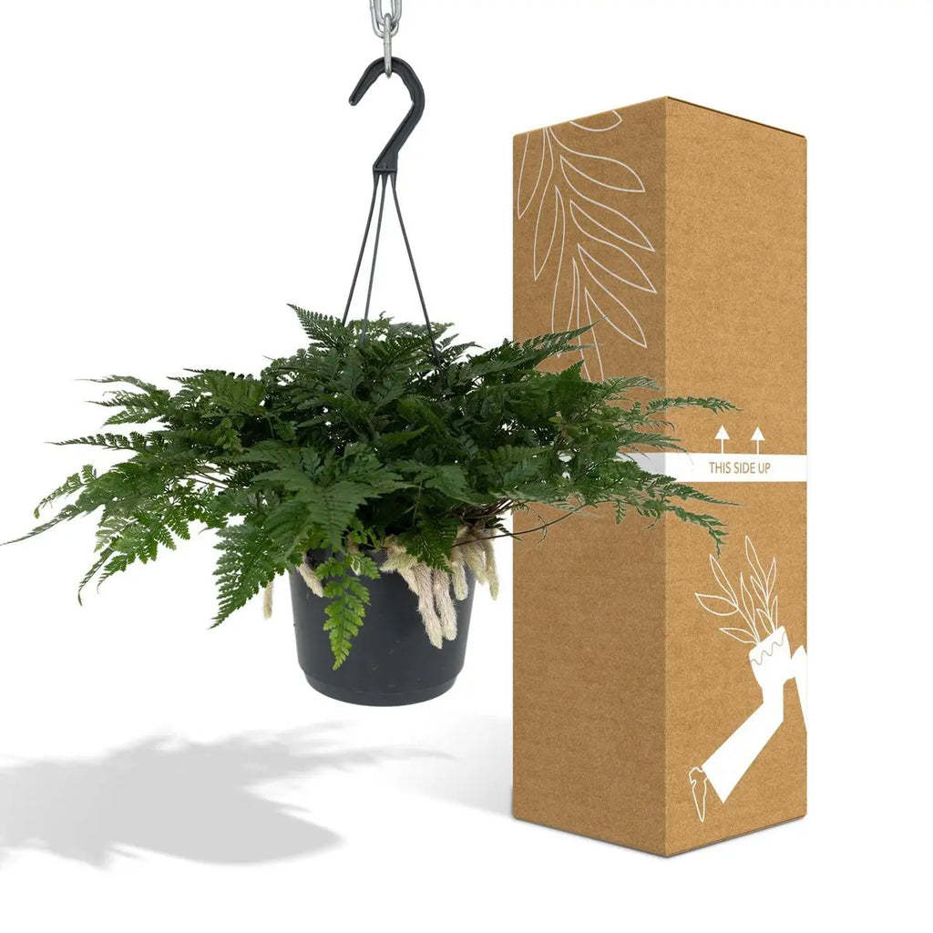 Humata Tyermannii Hang - Tarantelfarn - Ø17cm - ↕20cm - Pille Gartenwelt