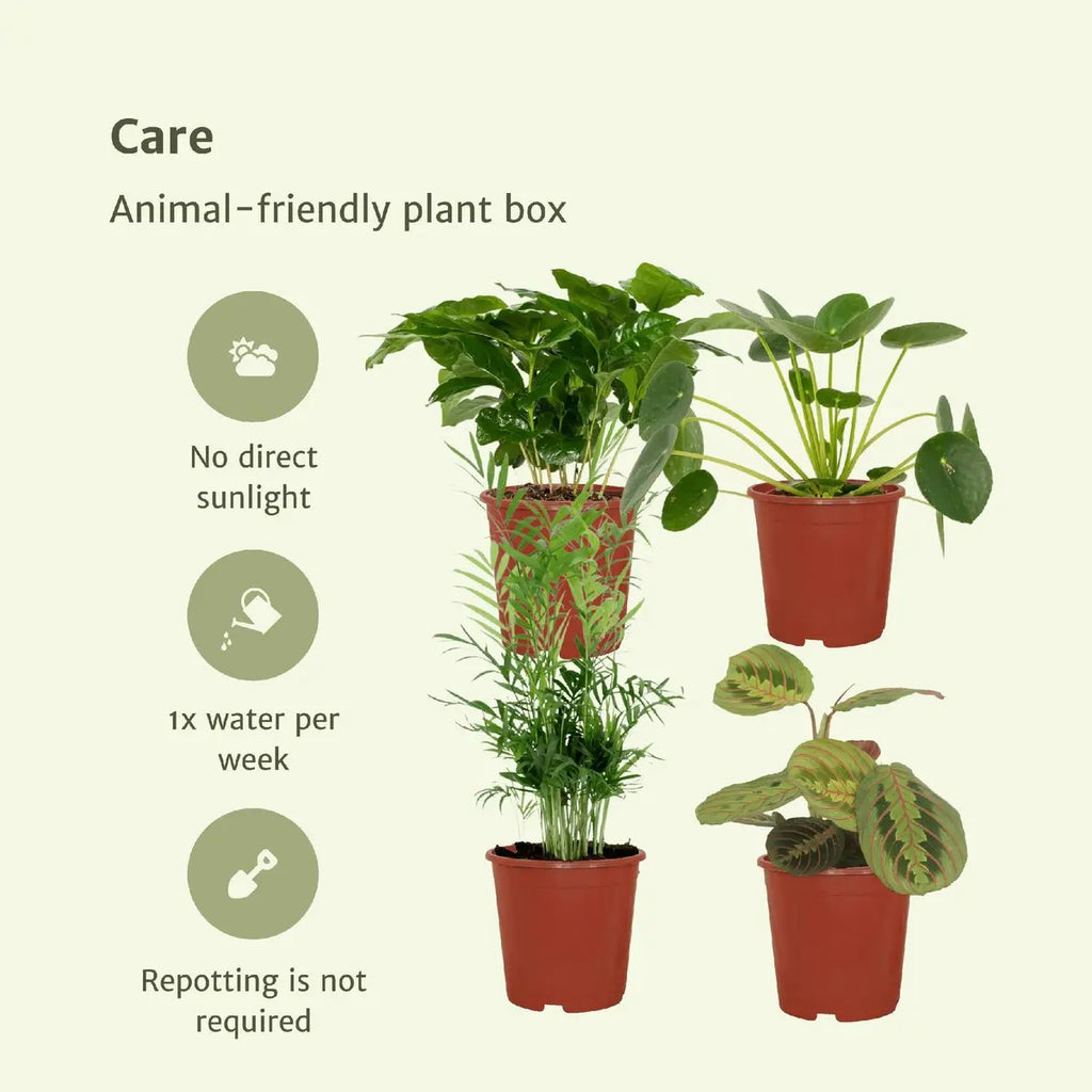 Tierfreundlicher Pflanzenkasten - 4 Zimmerpflanzen - Ø12cm - Verschiedene Höhen MEERgroothandel Planten