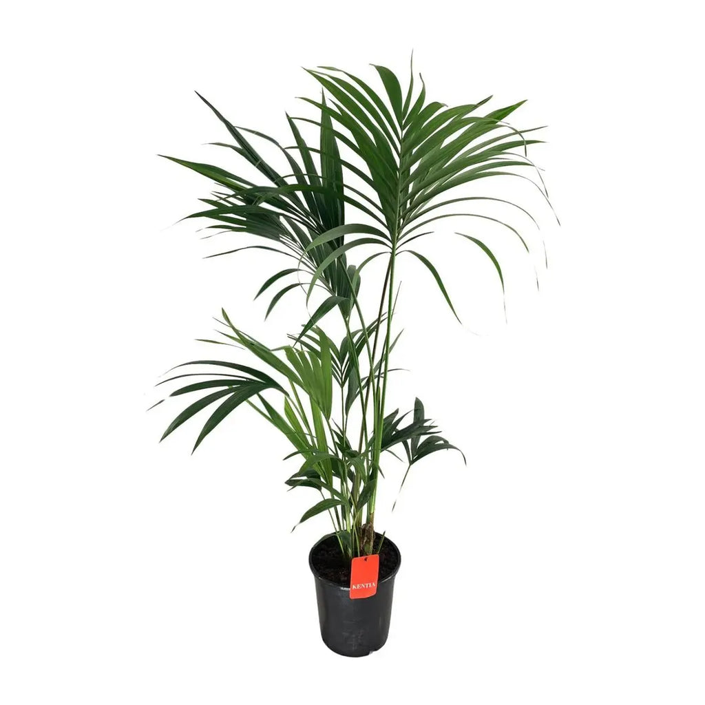 Kentia Palme (Howea) – Ø24 cm, ca. 130 cm, elegante pflegeleichte Zimmerpalme - Pille Gartenwelt