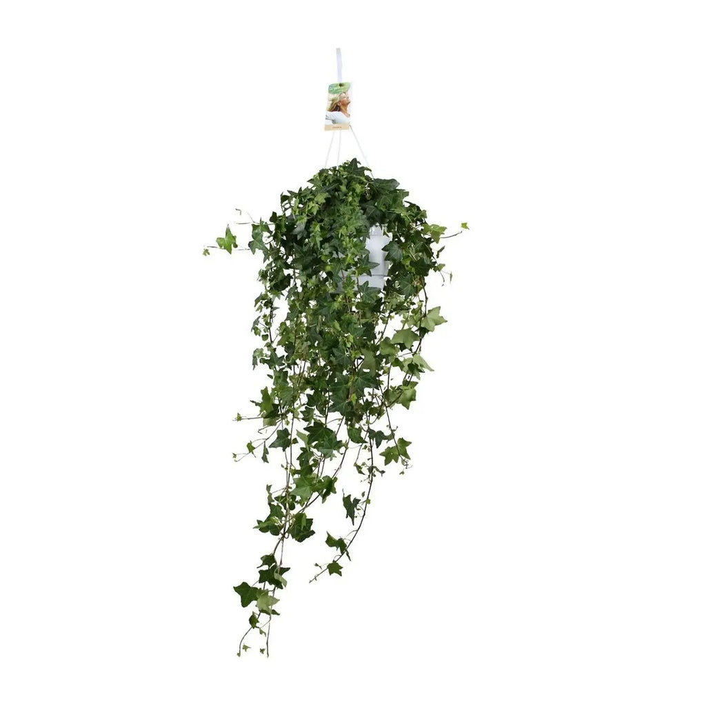 Hedera Hellix Pitsburg - Hang/xxl - Ø17cm - → 90 cm MEERgroothandel Planten