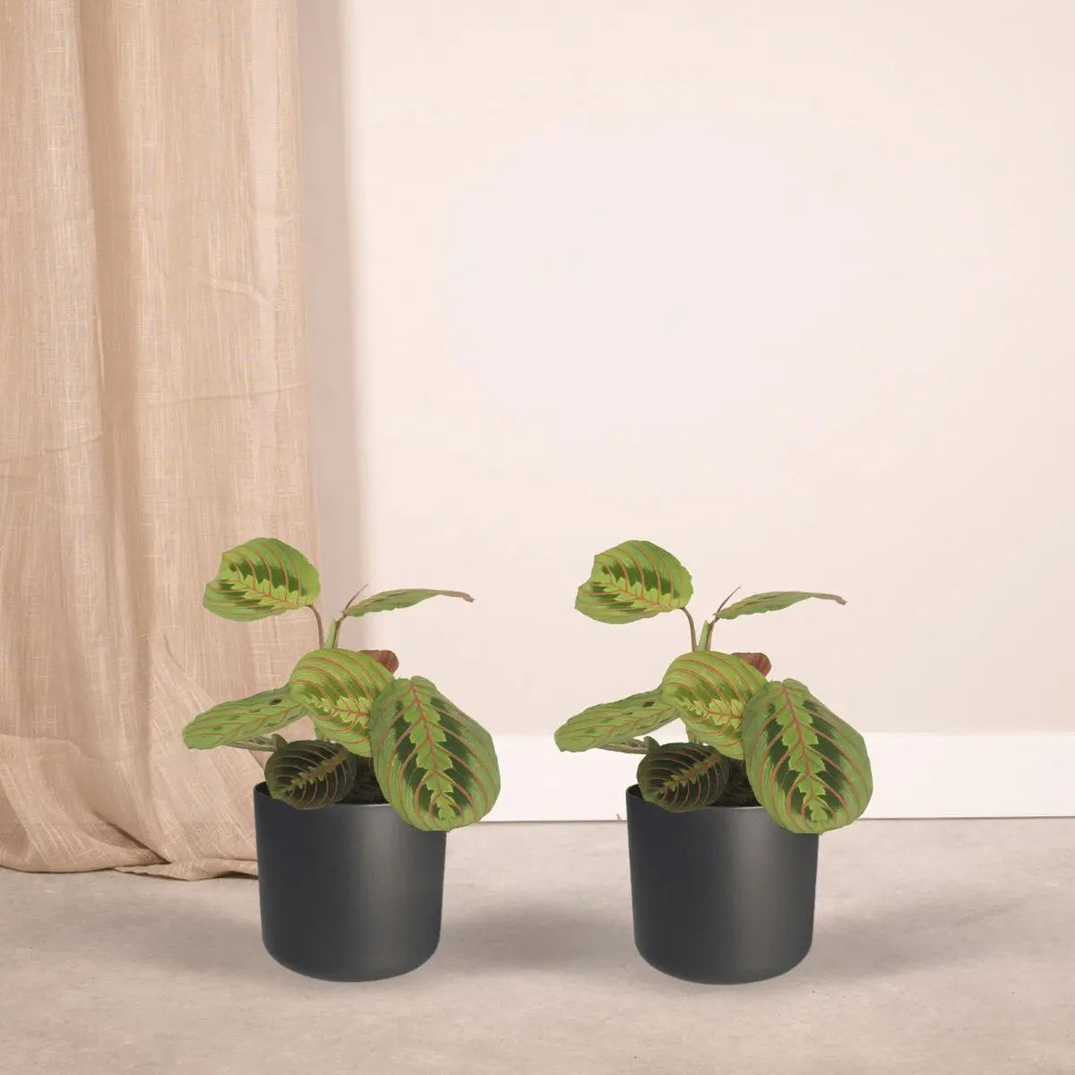 2x Maranta Fascinator - PijlWortel - 20 cm - Ø12 MEERgroothandel Planten