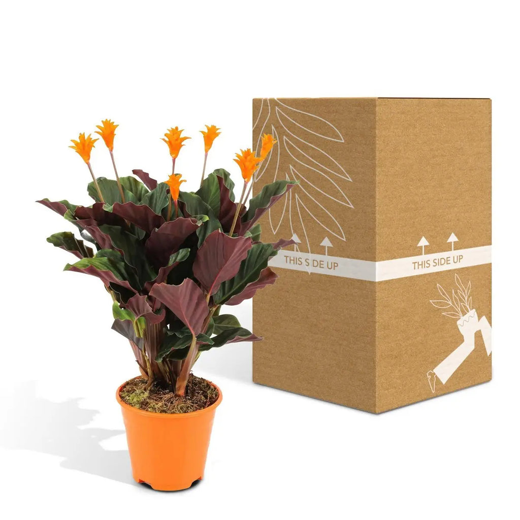 Calathea Crocata - Pauwenpflanze - ø14cm - ↕40cm MEERgroothandel Planten
