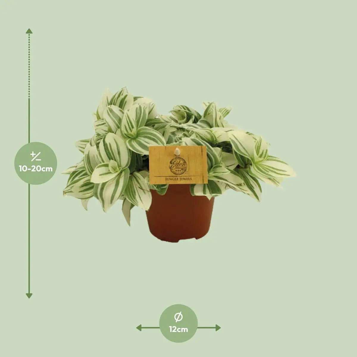 Tradescantia (Dreimasterblume) - Ø12 ↕20 cm |