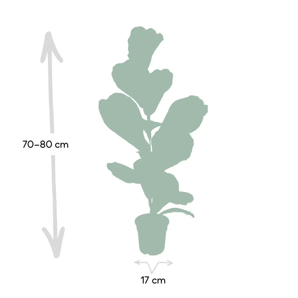 Ficus Lyrata - Gummipflanze - Ø17cm - ↕75cm MEERgroothandel Planten