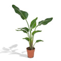 Strelitzia Nicolai - Ø19cm - ↕80cm MEERgroothandel Planten