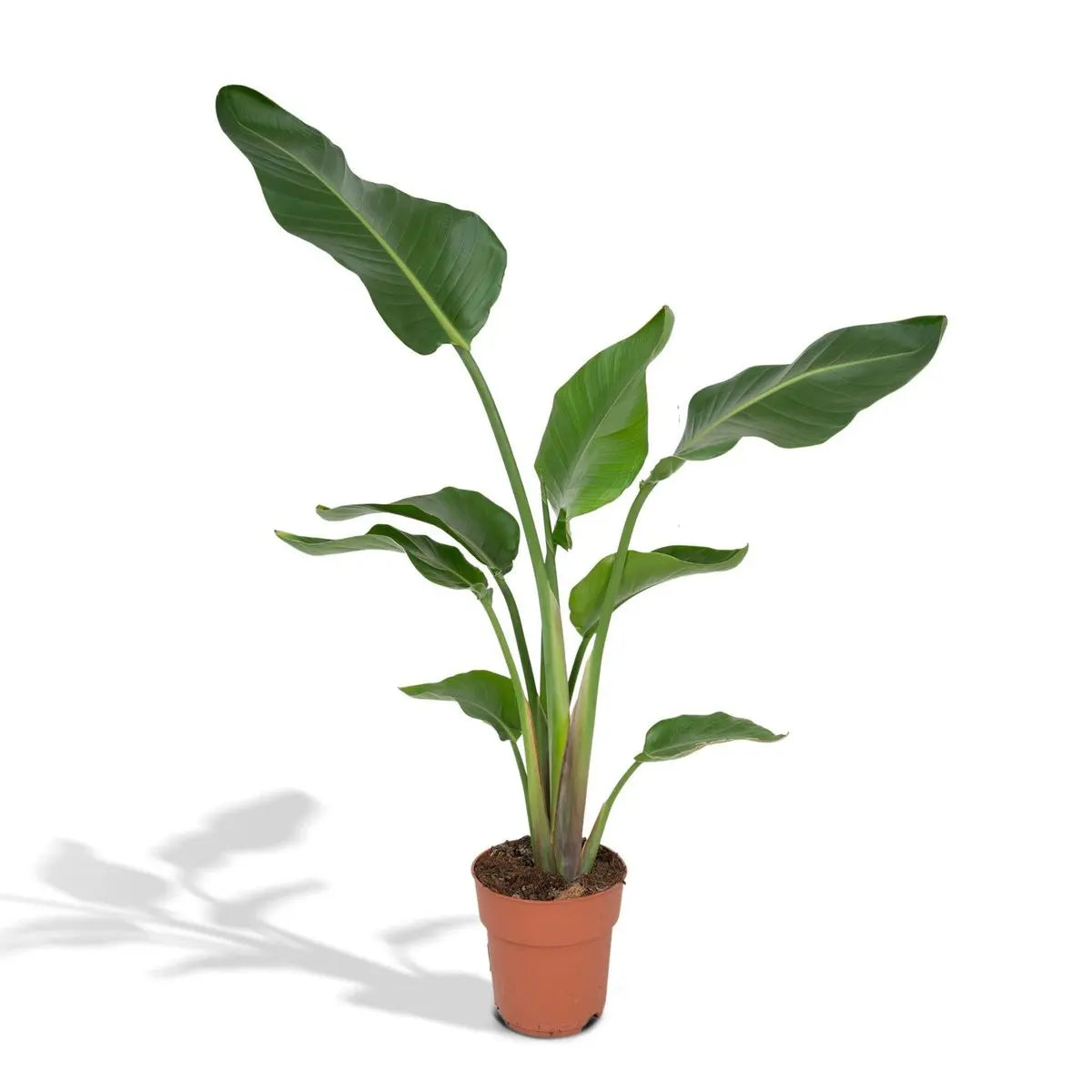 Strelitzia Nicolai - Ø19cm - ↕80cm MEERgroothandel Planten